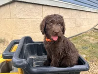 Brownie , a male Goldendoodle and Poodle - Standard  for sale in Morehead, KY – 2 of 3