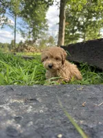 Peanut , a male Miniature Goldendoodle for sale in Graham, NC – 4 of 6