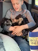 Blue , a male Miniature Goldendoodle for sale in Morehead, KY – 4 of 6