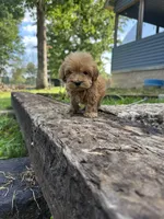 Princess, a female Poodle - Toy  and Miniature Goldendoodle for sale in Graham, NC – 3 of 3