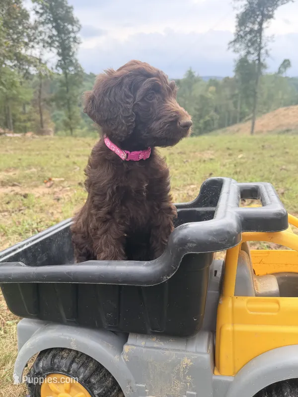 Nutmeg  – Goldendoodle, Poodle - Standard  puppy for sale in Morehead, KY