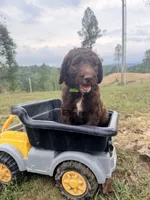 Coco, a male Goldendoodle and Poodle - Standard  for sale in Morehead, KY – 2 of 3