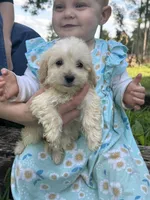 Bell , a female Miniature Goldendoodle for sale in Graham, NC – 3 of 5