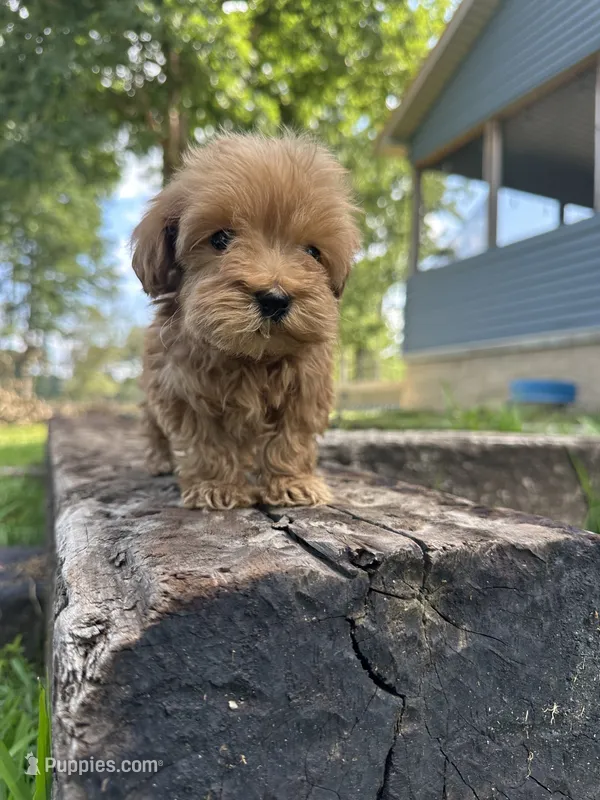 Princess – Poodle - Toy , Miniature Goldendoodle puppy for sale in Graham, NC