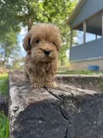 Princess, a female Poodle - Toy  and Miniature Goldendoodle for sale in Graham, NC – 1 of 3