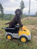 Hershey, a male Goldendoodle and Poodle - Standard  for sale in Morehead, KY – 2 of 3