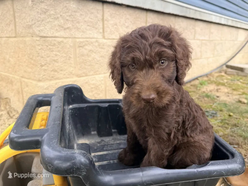 Brownie  – Goldendoodle, Poodle - Standard  puppy for sale in Morehead, KY