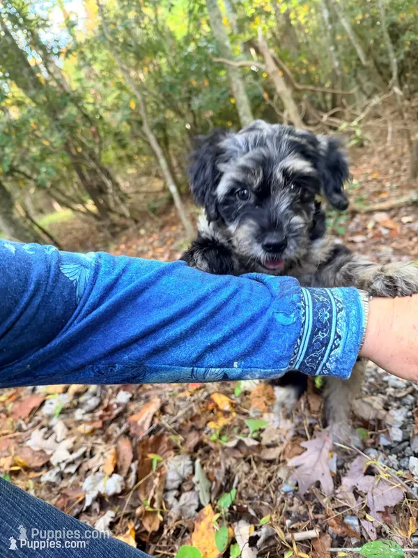 Blue  – Miniature Goldendoodle puppy for sale in Morehead, KY