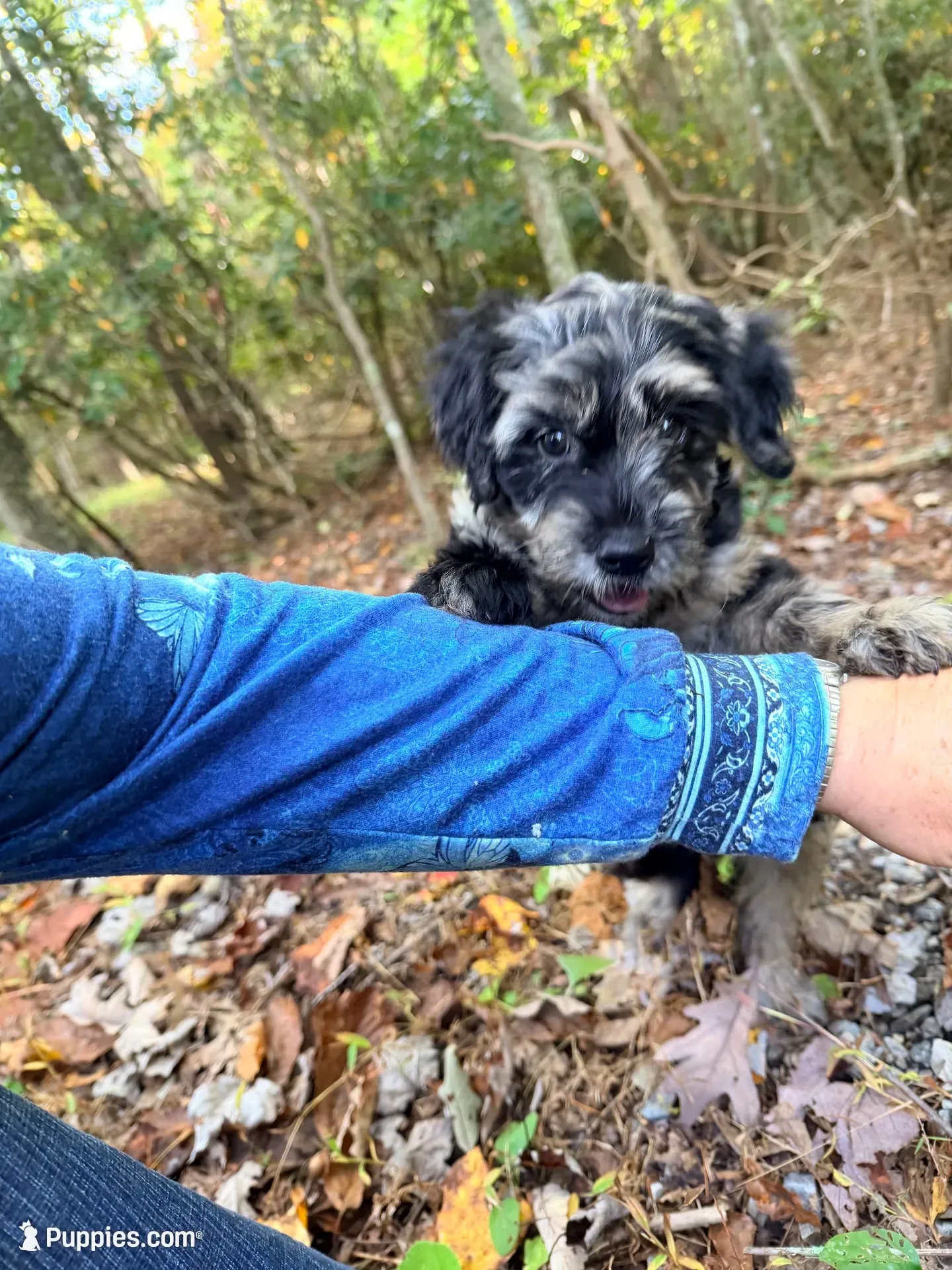Blue , a male Miniature Goldendoodle for sale in Morehead, KY – 1 of 6