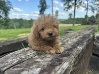 Charlie , a male Miniature Goldendoodle for sale in Graham, NC – 2 of 5