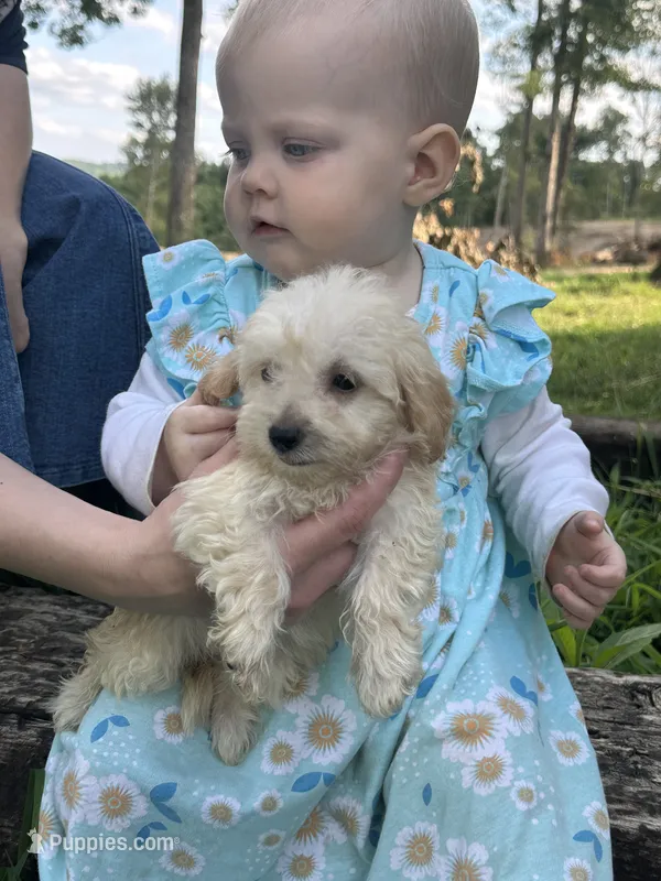 Bell  – Miniature Goldendoodle puppy for sale in Graham, NC