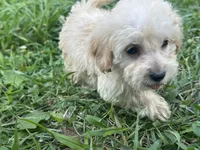 Bell , a female Miniature Goldendoodle for sale in Graham, NC – 2 of 5