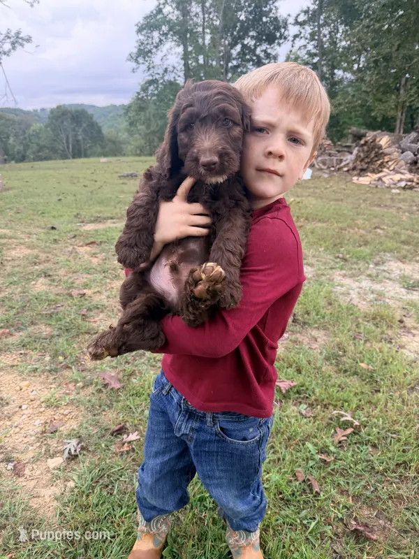 Coco – Goldendoodle, Poodle - Standard  puppy for sale in Morehead, KY