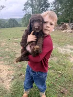Coco, a male Goldendoodle and Poodle - Standard  for sale in Morehead, KY – 1 of 3