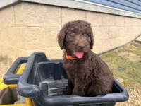Cinnamon, a female Goldendoodle and Poodle - Standard  for sale in Morehead, KY – 3 of 3