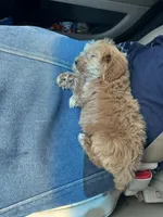 Peanut , a male Miniature Goldendoodle for sale in Graham, NC – 6 of 6