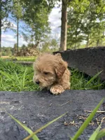 Peanut , a male Miniature Goldendoodle for sale in Graham, NC – 3 of 6