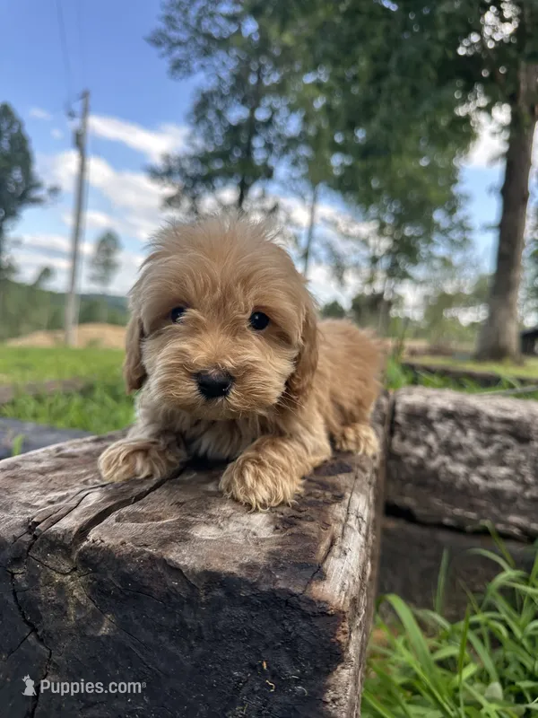 Dex – Miniature Goldendoodle puppy for sale in Graham, NC