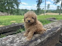 Charlie , a male Miniature Goldendoodle for sale in Graham, NC – 1 of 5