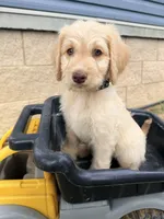 Pecan , a male Goldendoodle and Poodle - Standard  for sale in Morehead, KY – 2 of 3