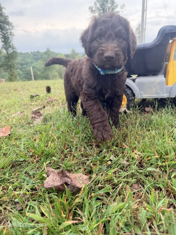 Hershey – Goldendoodle, Poodle - Standard  puppy for sale in Morehead, KY