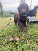 Hershey, a male Goldendoodle and Poodle - Standard  for sale in Morehead, KY – 1 of 3