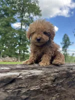 Charlie , a male Miniature Goldendoodle for sale in Graham, NC – 3 of 5