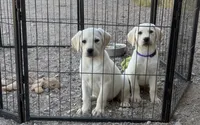 Pink Collar , a female Labrador Retriever for sale in Gold Canyon, AZ – 2 of 2