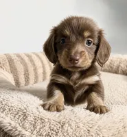 Daisy, a female Miniature Dachshund for sale in Gold Canyon, AZ – 2 of 2