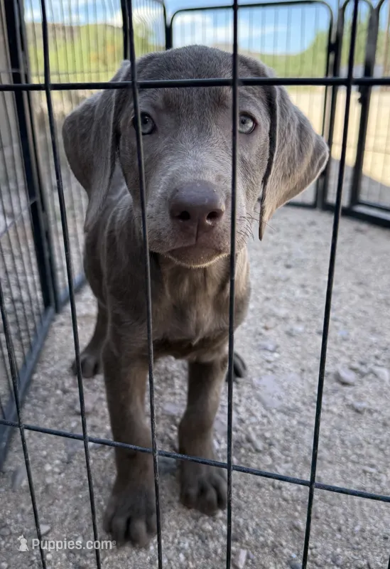Silver lab Female  – Labrador Retriever puppy for sale in Gold Canyon, AZ