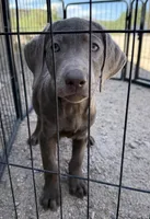 Silver lab Female , a male Labrador Retriever for sale in Gold Canyon, AZ – 1 of 1