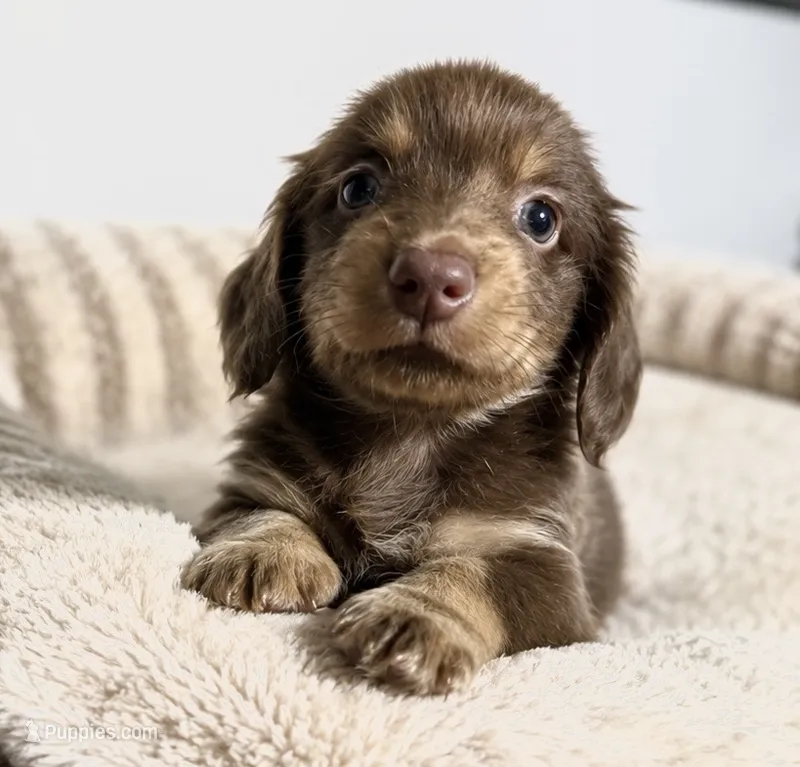 Daisy – Miniature Dachshund puppy for sale in Gold Canyon, AZ