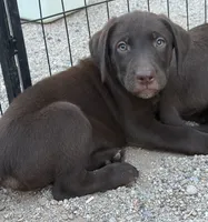 Chocolate Male 2, a male Labrador Retriever for sale in Gold Canyon, AZ – 1 of 2