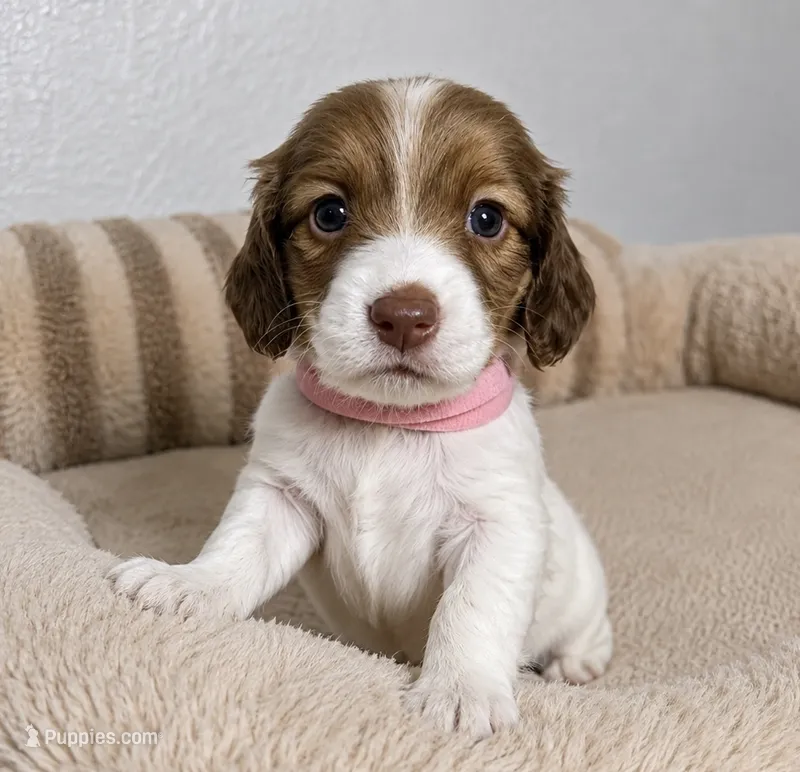 Haley – Miniature Dachshund puppy for sale in Gold Canyon, AZ
