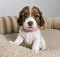 Haley, a  Miniature Dachshund for sale in Gold Canyon, AZ – 1 of 2