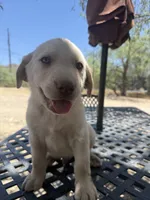 Orange collar , a male Labrador Retriever for sale in Gold Canyon, AZ – 2 of 2