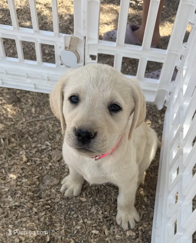 Pink Collar – Labrador Retriever puppy for sale in Gold Canyon, AZ