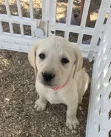 Pink Collar, a female Labrador Retriever for sale in Gold Canyon, AZ – 1 of 1