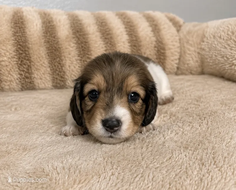 Nathan  – Miniature Dachshund puppy for sale in Gold Canyon, AZ