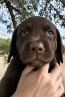 Chocolate Male Blue Collar , a male Labrador Retriever for sale in Gold Canyon, AZ – 1 of 1