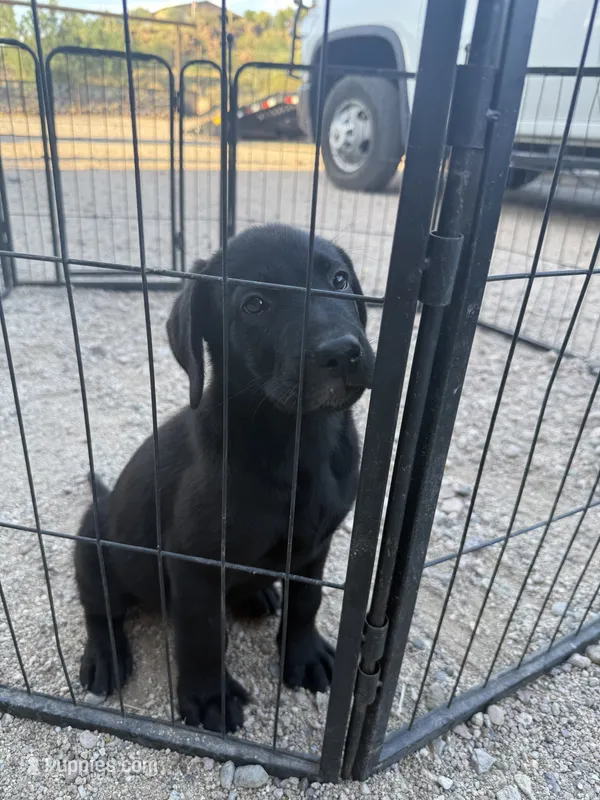 Black Lab Male  – Labrador Retriever puppy for sale in Gold Canyon, AZ