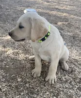 Green Collar , a female Labrador Retriever for sale in Gold Canyon, AZ – 2 of 2