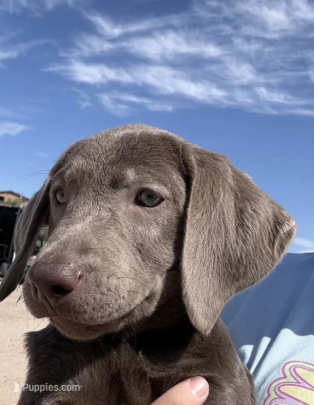 Silver Male Lab  – Labrador Retriever puppy for sale in Gold Canyon, AZ