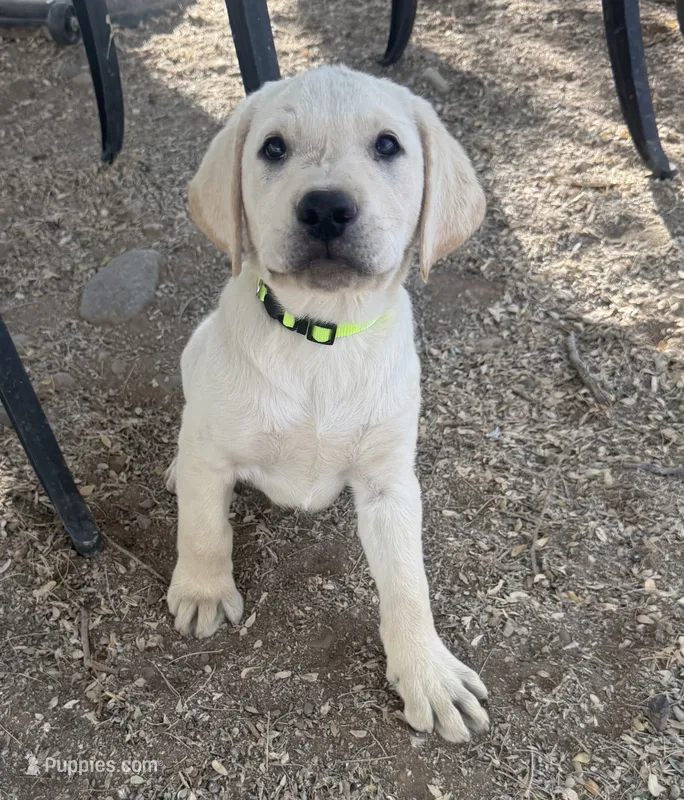 Green Collar  – Labrador Retriever puppy on hold in Gold Canyon, AZ