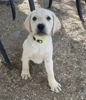 Green Collar , a female Labrador Retriever for sale in Gold Canyon, AZ – 1 of 2