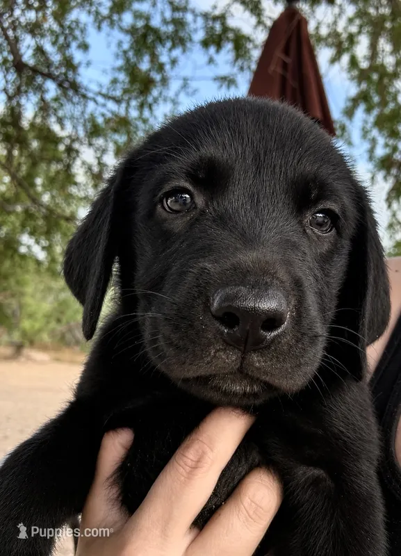 Black Lab Male  – Labrador Retriever puppy for sale in Gold Canyon, AZ
