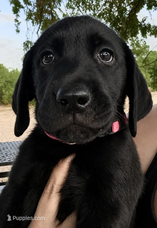 Pink Collar Black Female  – Labrador Retriever puppy for sale in Gold Canyon, AZ