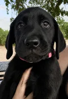 Pink Collar Black Female , a female Labrador Retriever for sale in Gold Canyon, AZ – 1 of 1