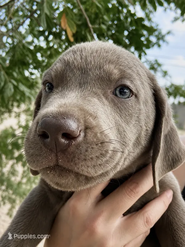 Silver Male Lab  – Labrador Retriever puppy for sale in Gold Canyon, AZ