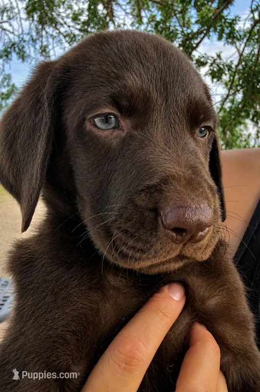 Chocolate Lab Male Green Collar  – Labrador Retriever puppy for sale in Gold Canyon, AZ